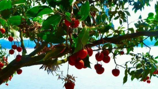 中国荔枝第一镇的荔枝树,高州评为十大水果之乡