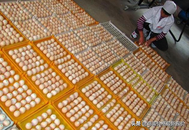 2022到2023年的鸡蛋价格预测,巨鹿县2022年4月23号鸡蛋价格多少