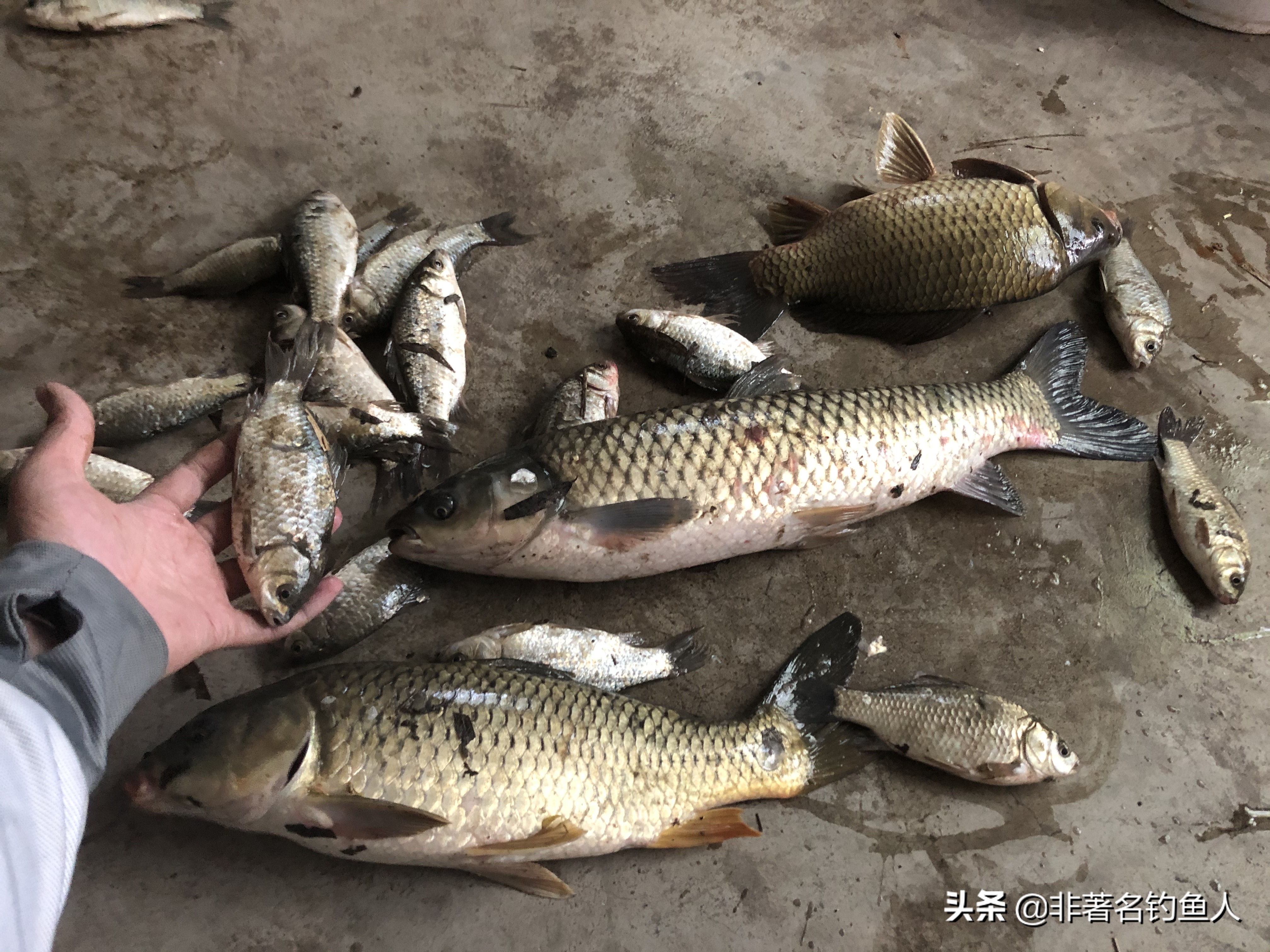 野钓急流水七星漂调漂最佳方法,野钓七星漂调漂最佳方法新手