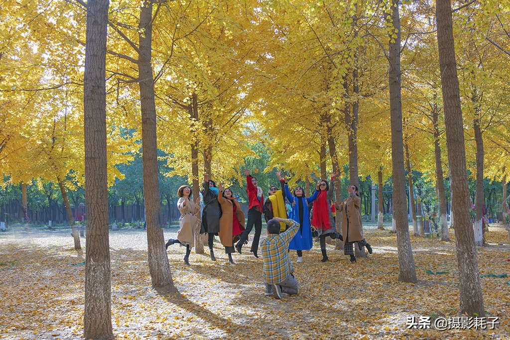 北京看银杏树林最好的地方,丰台区银杏林地址