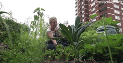 英国大妈囤了够吃一整年的西红柿，专家建议自己种