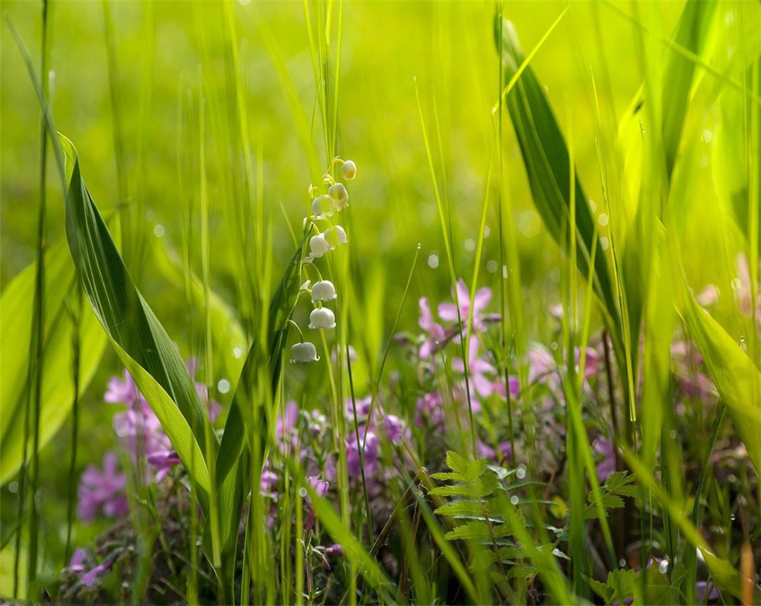 铃兰怎么养才能养好,铃兰盆栽的种植方法和技术
