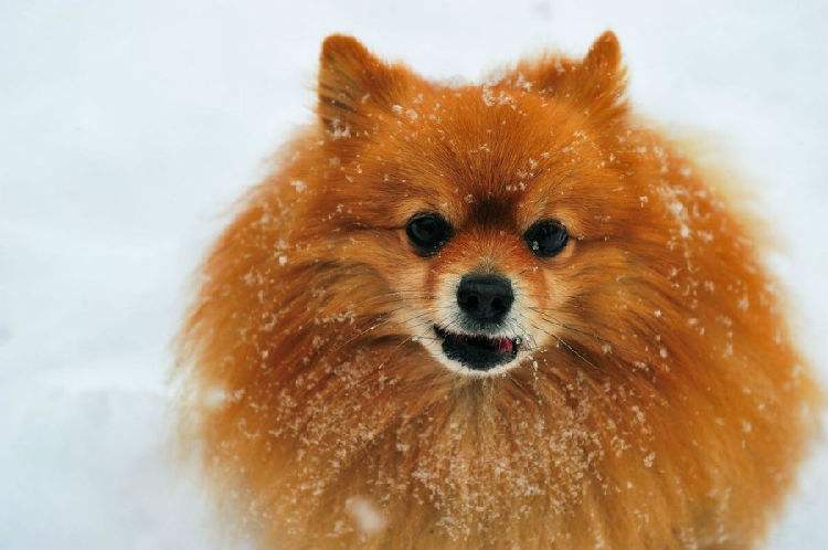 博美养的时候注意事项,博美的注意事项和喂养方法