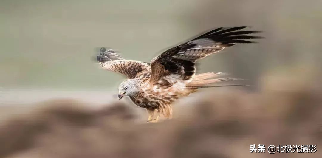 拍摄鸟类照片技巧,拍摄鸟儿照片技巧