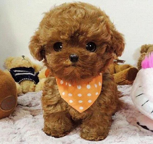 泰迪两个月吃什么狗粮,二个月泰迪吃什么狗粮最好