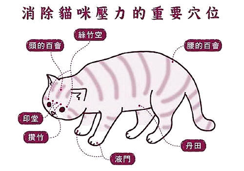 给猫咪按摩的重要性,给猫按摩对猫有好处吗