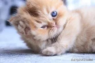 成都人和重庆人的区别段子,重庆爆笑