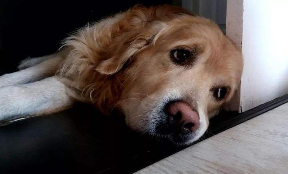 泰迪狗狗晚上不睡觉一直叫怎么办,狗狗晚上不睡觉满屋遛是什么原因