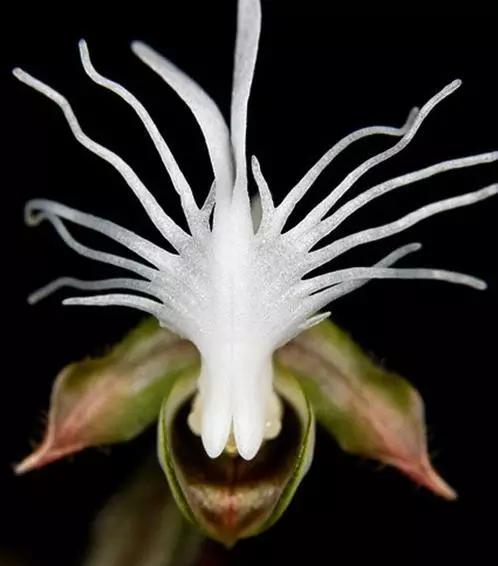 世界上有多少种花朵罕见 (最罕见的十大花朵排行榜)