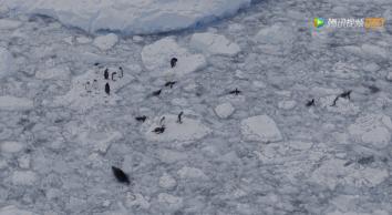 炸裂9.9,BBC再出神片,美得让人脸红