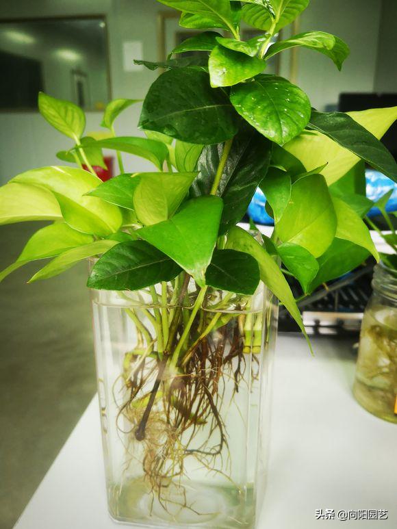 绿萝叶子尖发黑发黄怎么办,绿萝根部发黑叶子变黄怎么养