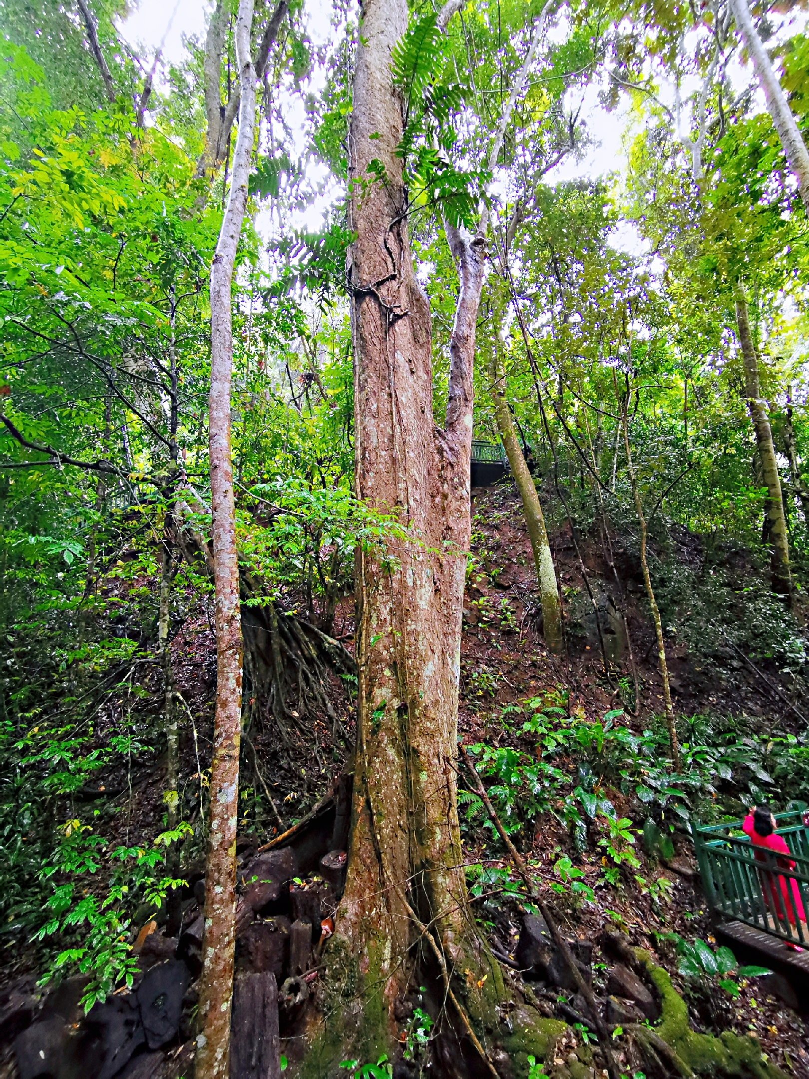 了解西双版纳的风俗和民族文化,西双版纳哈尼族特色民族文化
