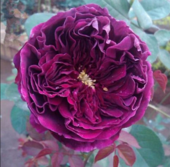 花中皇后月季花视频,小玫瑰月季怎么养护和管理