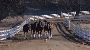 开心搞笑视频小哥哥,小哥哥搞笑视频gif