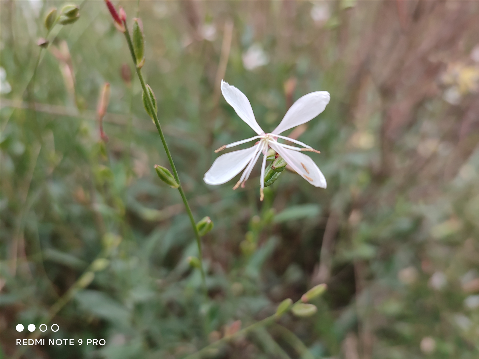 redminote9娣卞害娴嬭瘎,redminote9鎺ㄨ崘