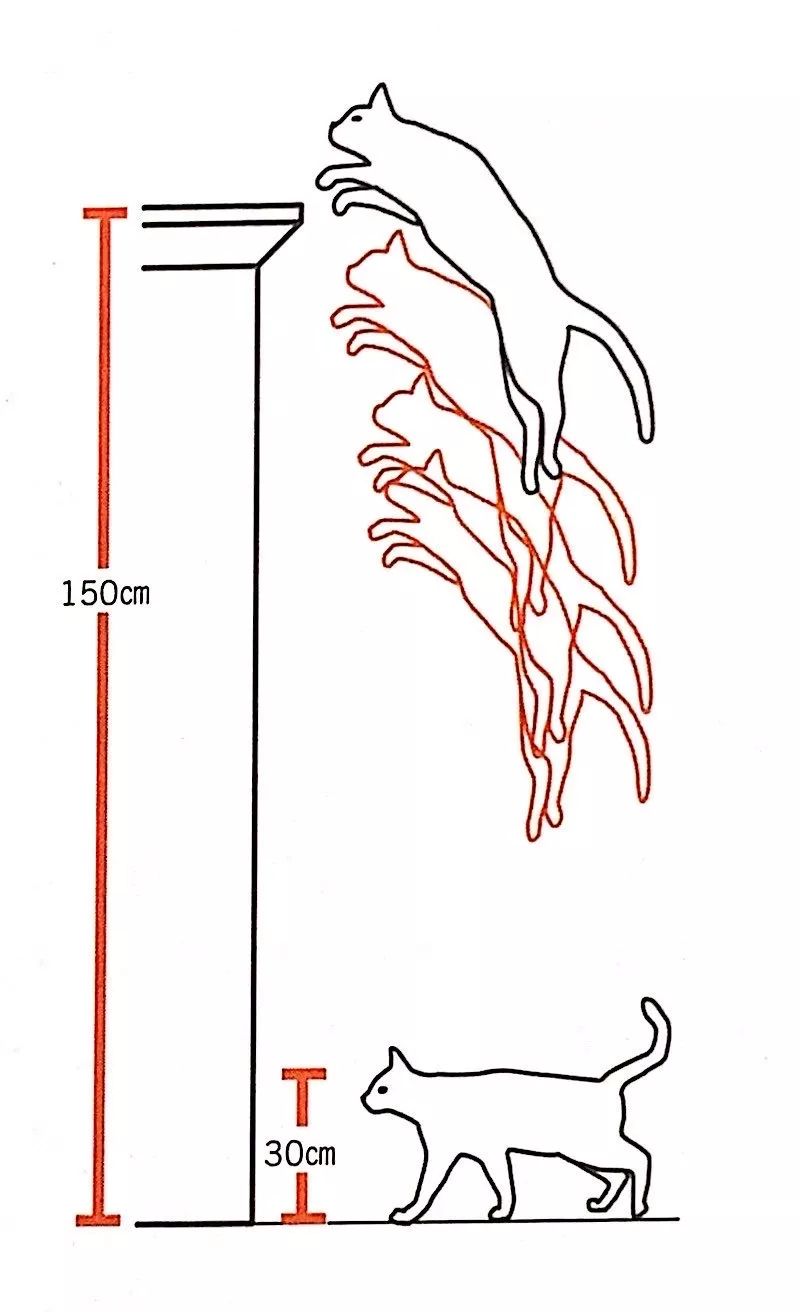 你家的猫太温顺了吗,你家的猫为什么这么乖