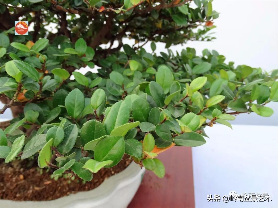 杂木盆景也毫不逊色,杂木盆景值钱吗