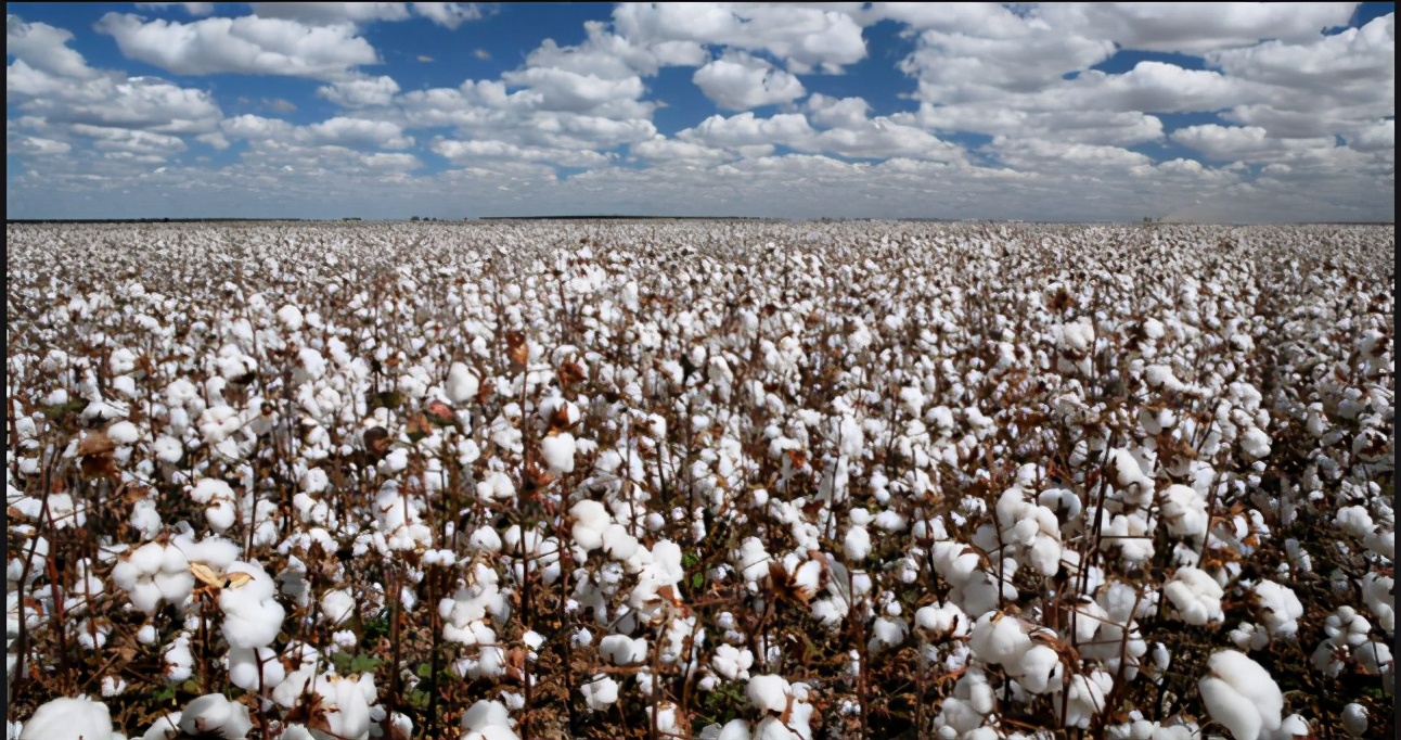 盛文兵：简单说说棉花