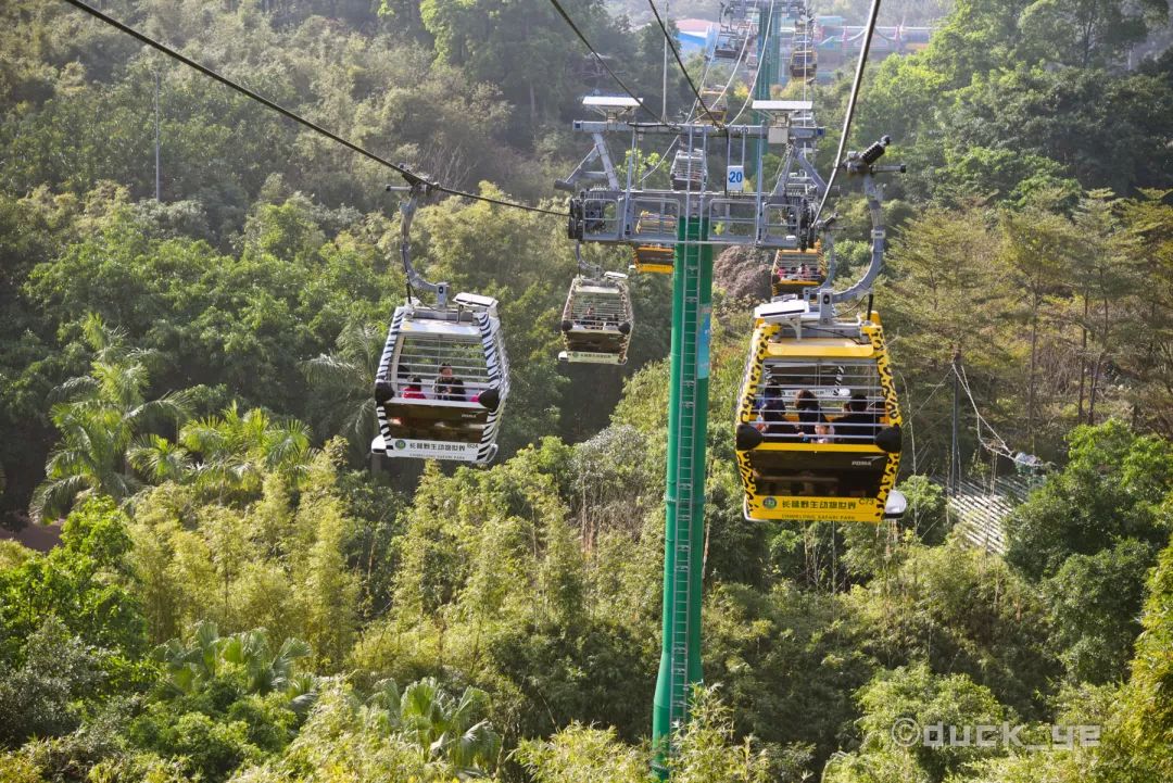 去广州长隆野生动物世界学到什么,5.1广州长隆野生动物攻略