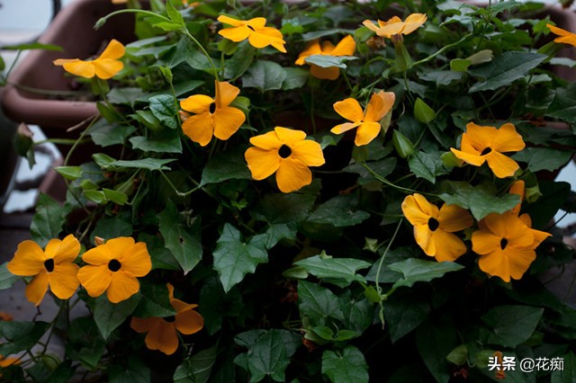这些花,当年种当年轻松变花墙,好看还好养!