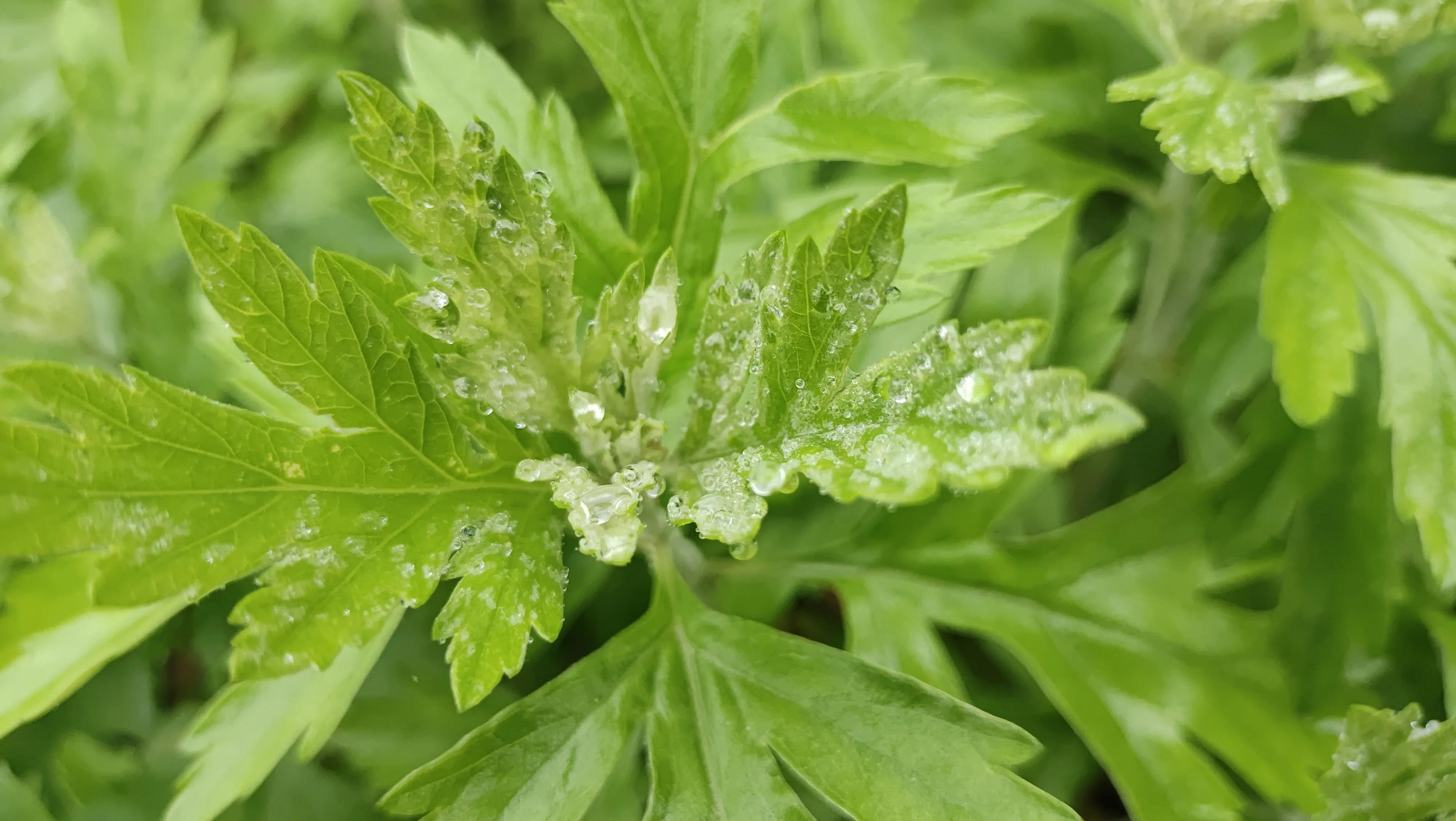 艾草可以怎么做来吃,艾草可以当菜吃吗