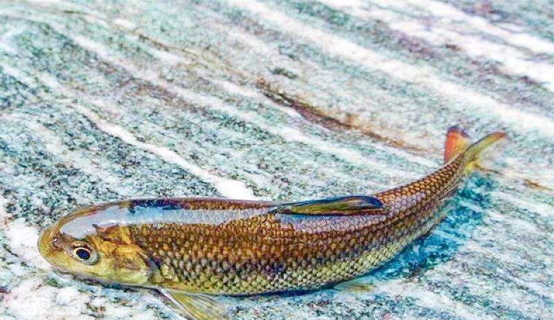 鮸鱼浑身是宝,赤鳞鱼有多厉害