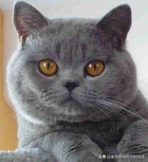 猫咪亲近人不再是玄学，这三招让你重获宠爱