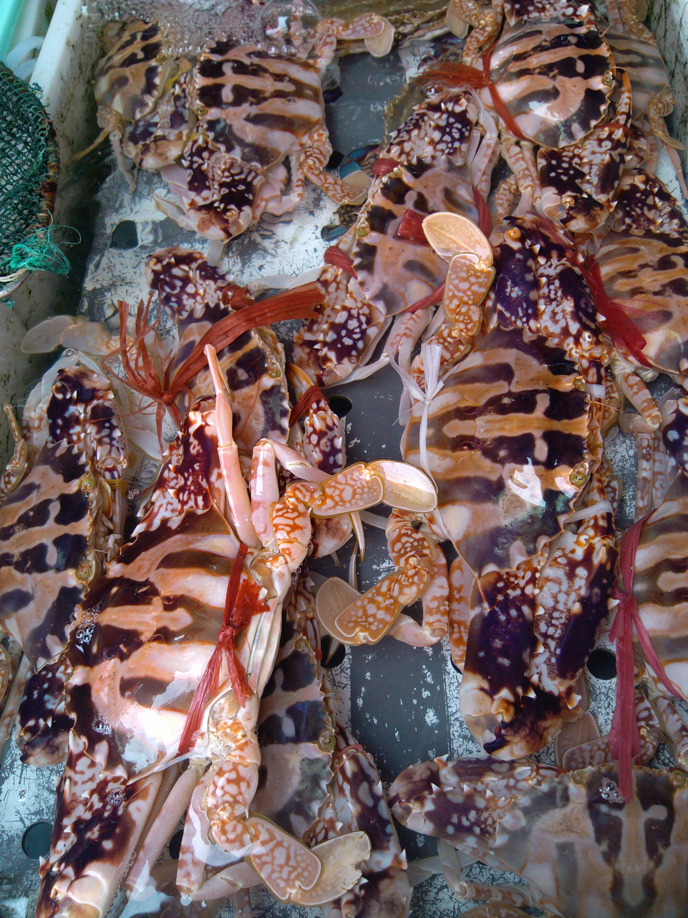 珠海海鲜游,珠海澳门环岛游时间表