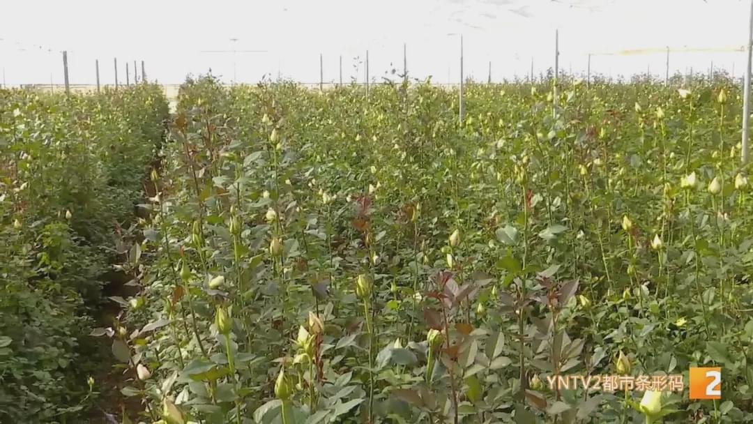 “现在收入基本上是翻了十倍！”花加以“花”为媒，助力花农走向新生活