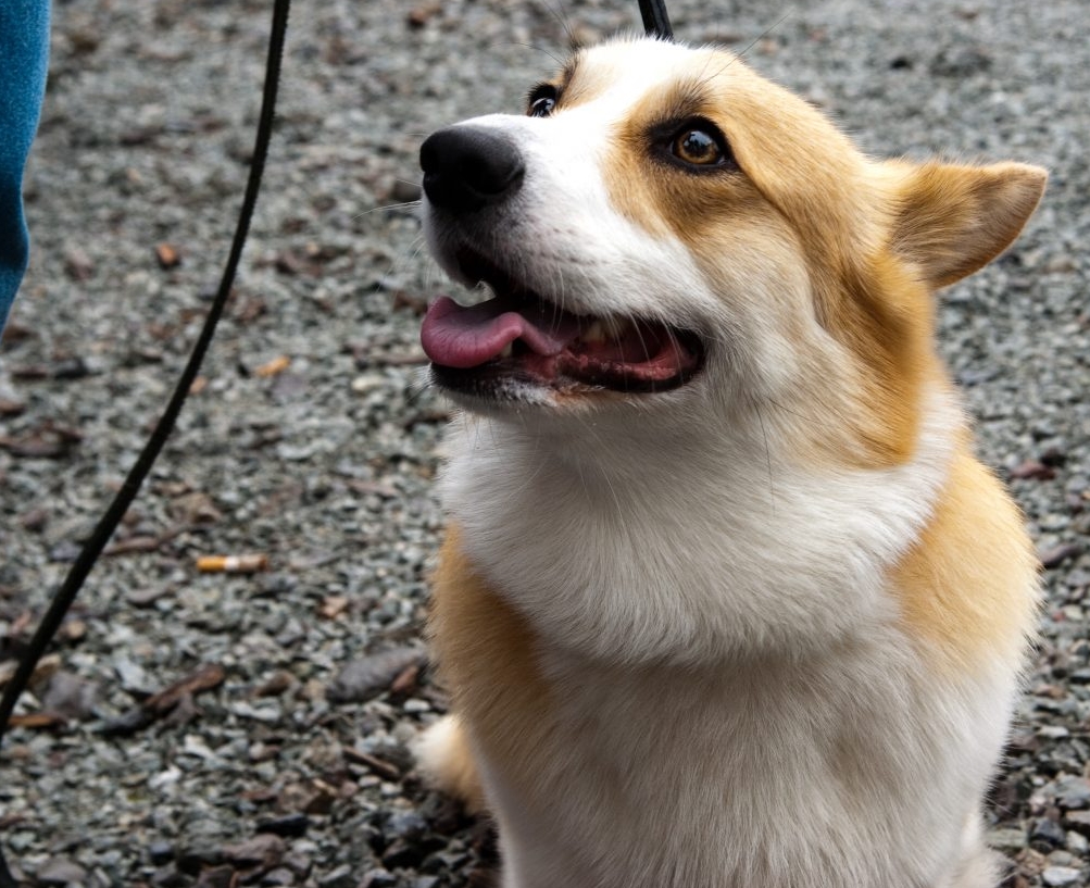 适合老年人养的狗排行榜,适合老人养的狗好养活的品种