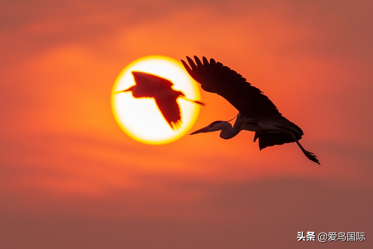 鸟类图片大全大图观赏,鸟类照片合集