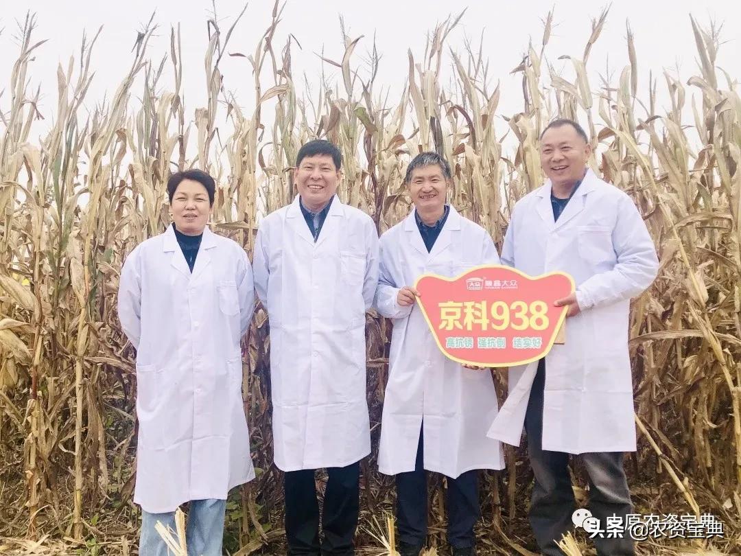 国审玉米种京科938,京科968玉米国审