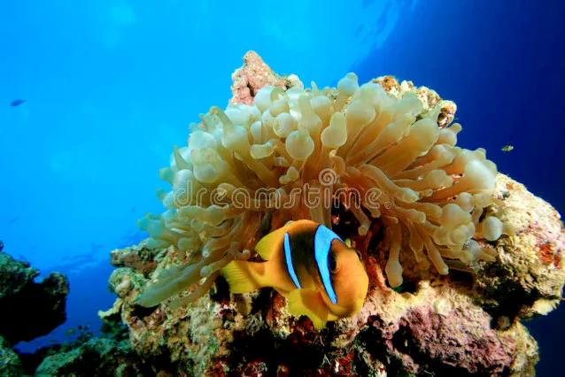 带你们看一下神奇的海底世界,高清60帧海底世界