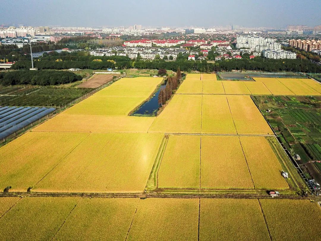 深秋回暖，安排！沪上各区的深秋美景，你准备好打卡了吗？