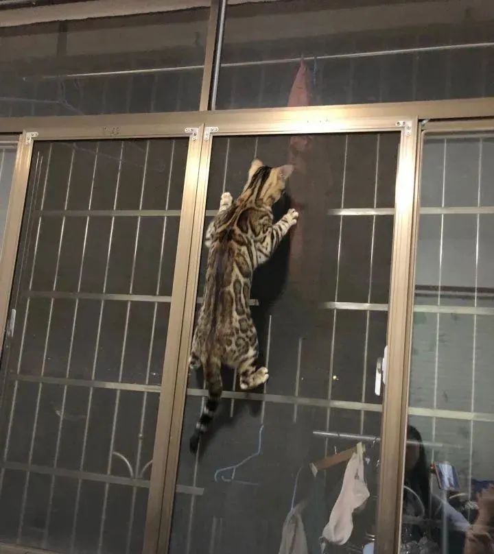 坦克小希和牧野奇迹怎么选,坦克小希和醇粹猫粮哪个好