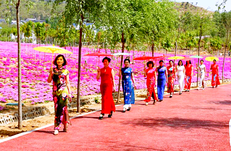 河北芝樱丛生福禄考种植基地,上海芝樱丛生福禄考报价