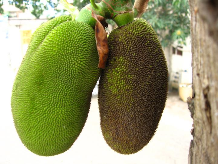 如何正确的挑选菠萝蜜 (挑选菠萝蜜以下技巧非常实用)