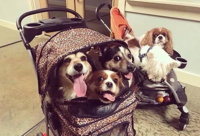 台风天遛狗太不友好了,台风天出门遛狗