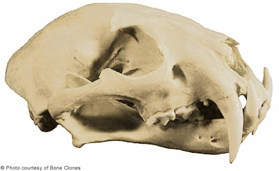 远古时期的剑齿虎就是这样捕猎的,剑齿虎牙齿这么长不容易断么