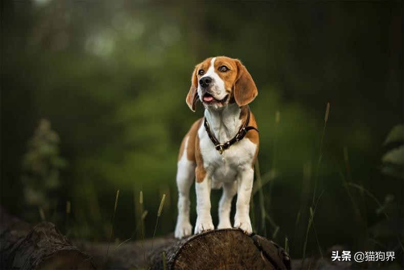 狗狗冬天在室外怕冷吗,狗狗冬天需要注意什么