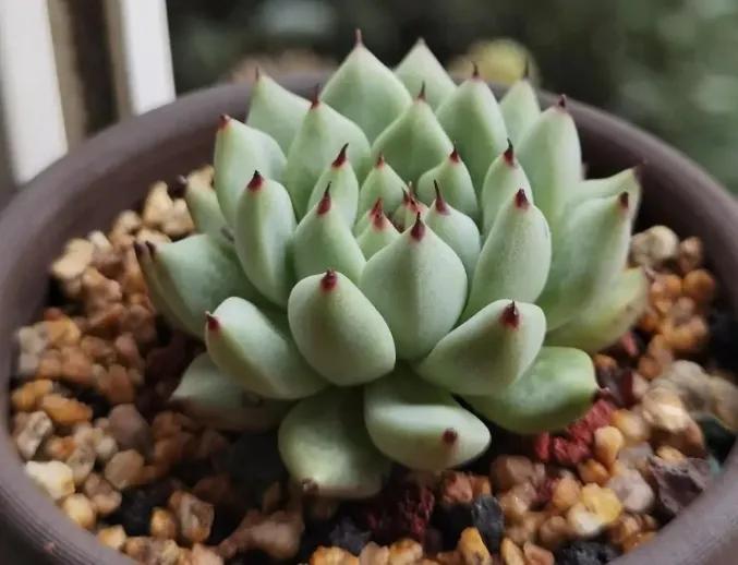 麦饭石怎样使用效果最佳,哪种麦饭石最好用