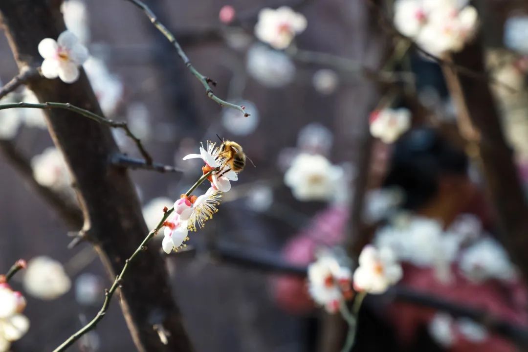 春天里最美的花儿，语文课本上的天下第一……一定要带孩子来