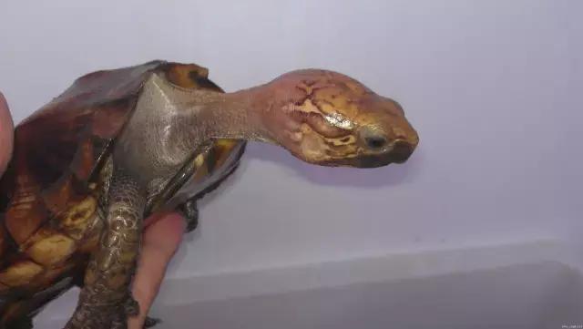 八角灵龟是不是保护动物,锯缘龟八角灵龟