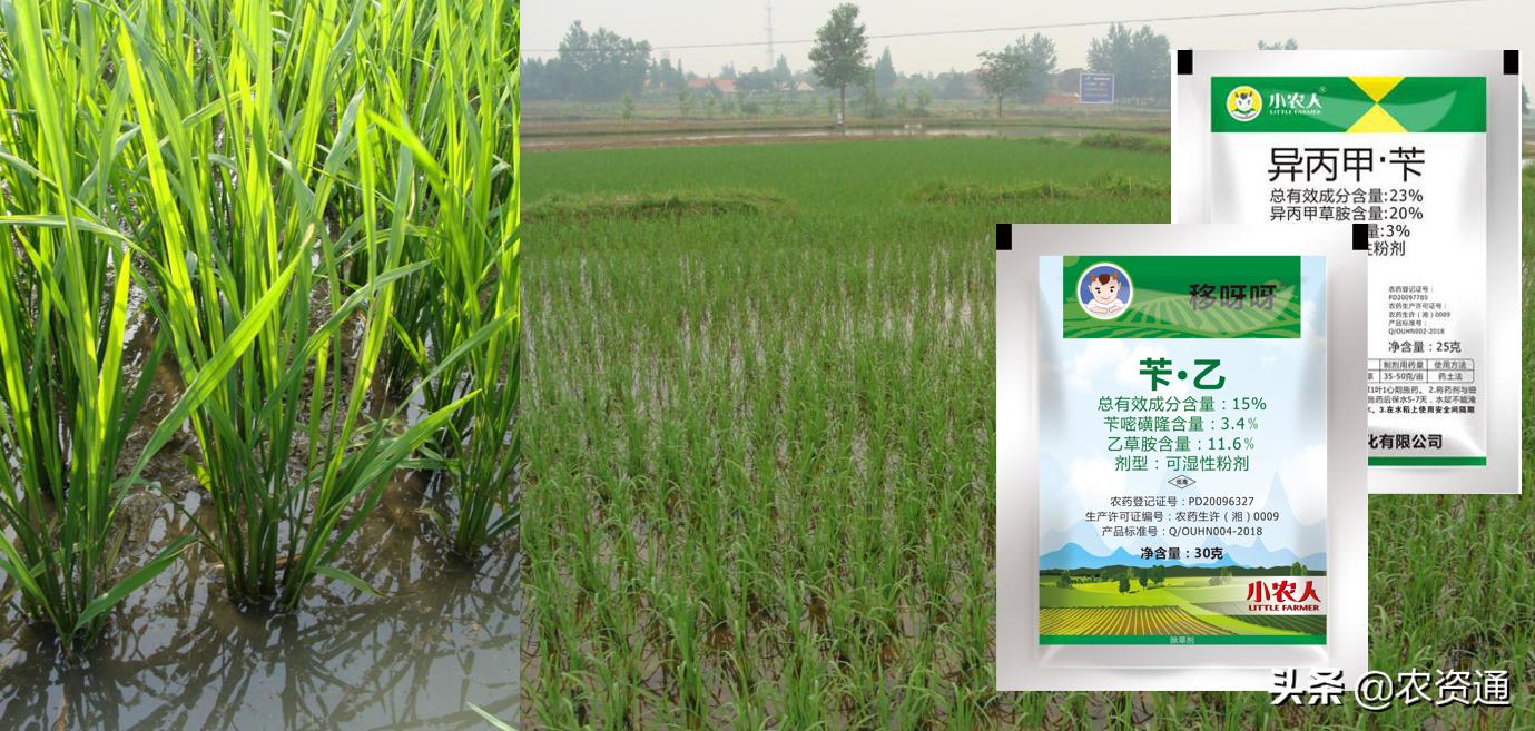 稻田除草技术,水稻田封闭除草的最新方法