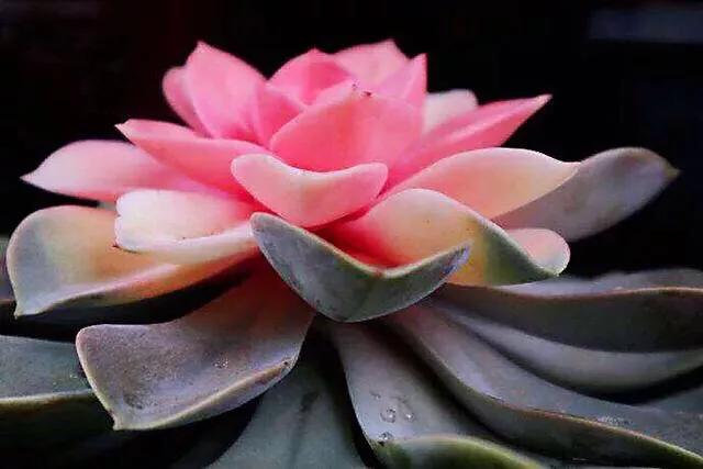 长寿花属多肉类植物,多肉类植物有哪些