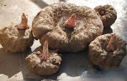 常吃魔芋的六大神奇功效,魔芋对身体的益处