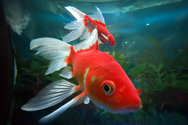 小金鱼肚皮朝上失漂了怎么办,金鱼开始肚皮朝上了怎么抢救