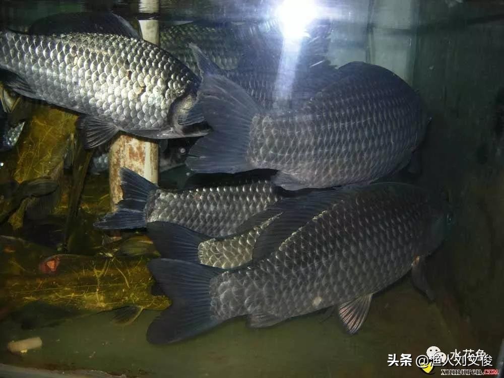 鱼体表粘液增多是怎么回事,鱼粘液起什么作用