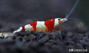 观赏虾的养殖方法图解,养观赏虾的正确方法和注意事项
