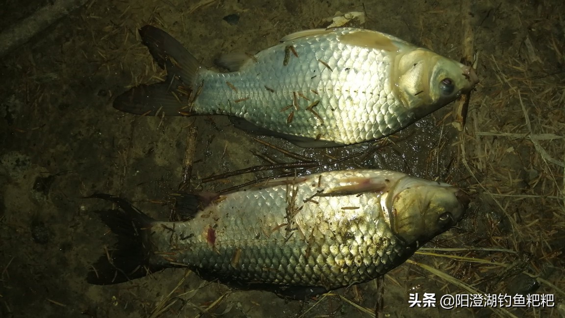 猪肝拌什么饵料好钓鱼,猪肝钓鱼打窝的正确做法